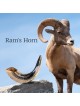 Star of David Silver-Plated Ram's Shofar